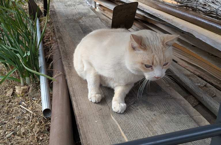 Pxl_20260214_052640580 Pxl_20260214_052640580