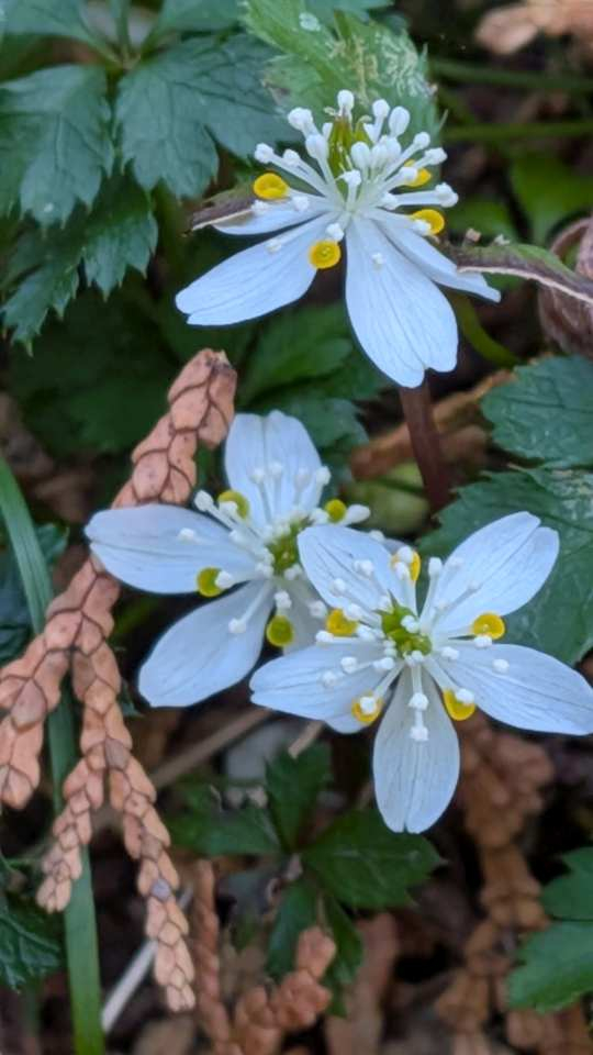 Pxl_20260214_055354976 Pxl_20260214_055354976