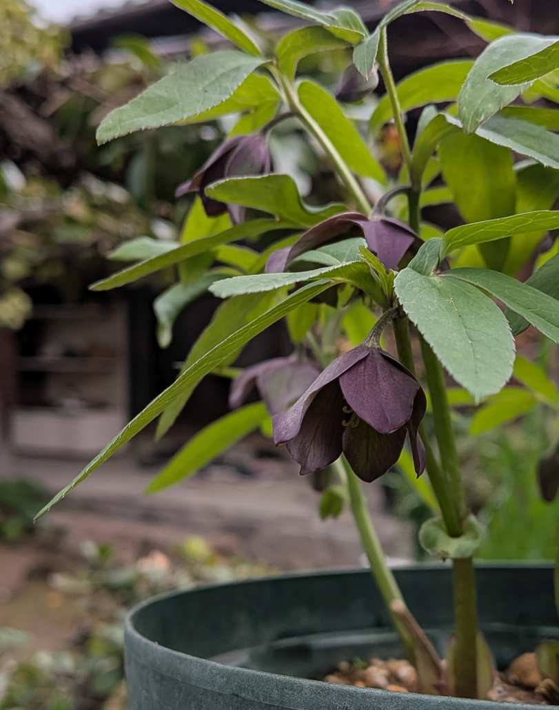 Pxl_20260227_052736987