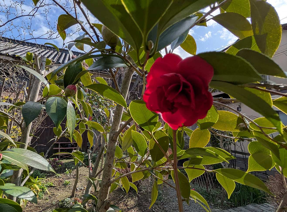 Pxl_20260228_053225518 Pxl_20260228_053225518