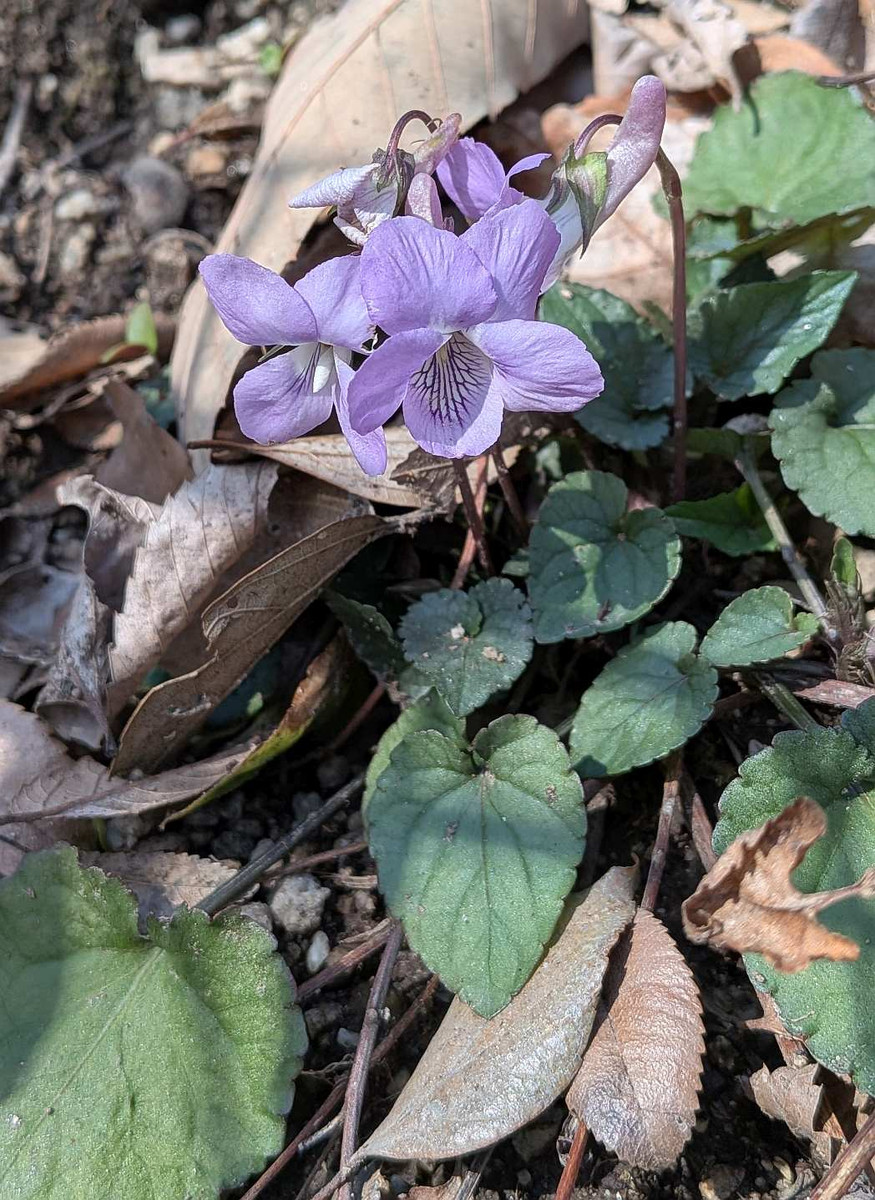 Pxl_20260301_051558937 Pxl_20260301_051558937