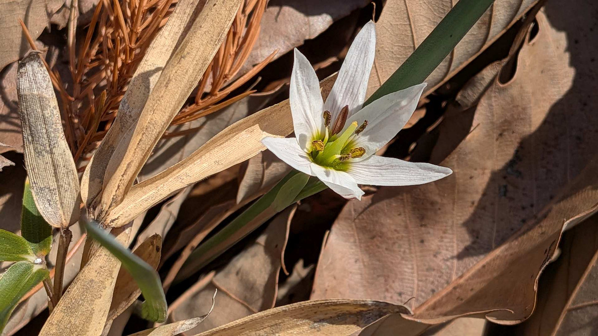 Pxl_20260301_061129490 Pxl_20260301_061129490