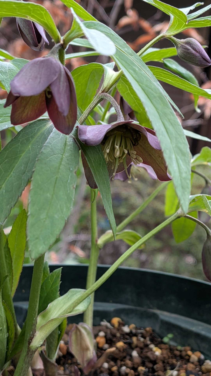 Pxl_20260302_053047251