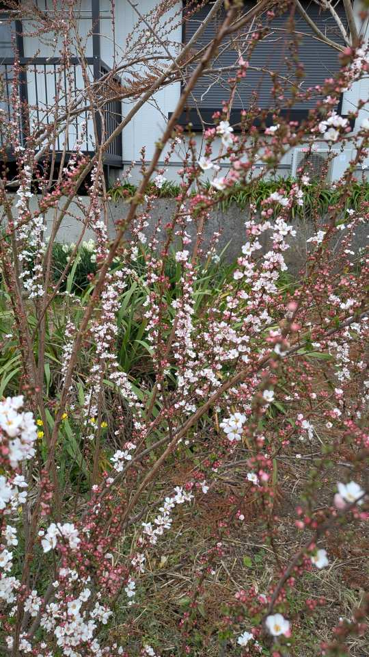 Pxl_20260302_062431099 Pxl_20260302_062431099