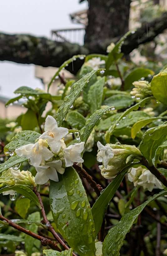 Pxl_20260303_070856261