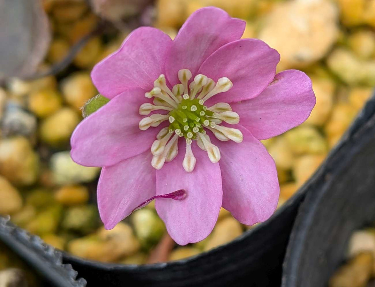 Pxl_20260309_045442643macro_focus