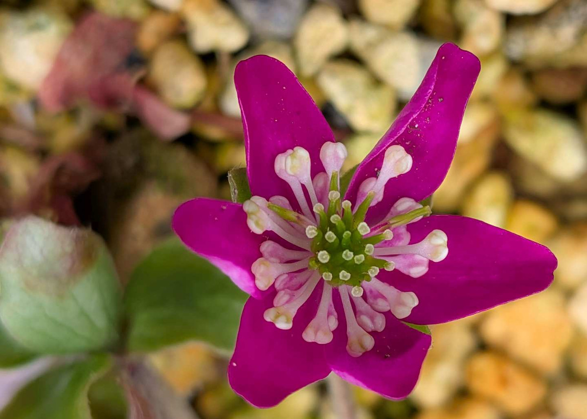 Pxl_20260309_045501311macro_focus