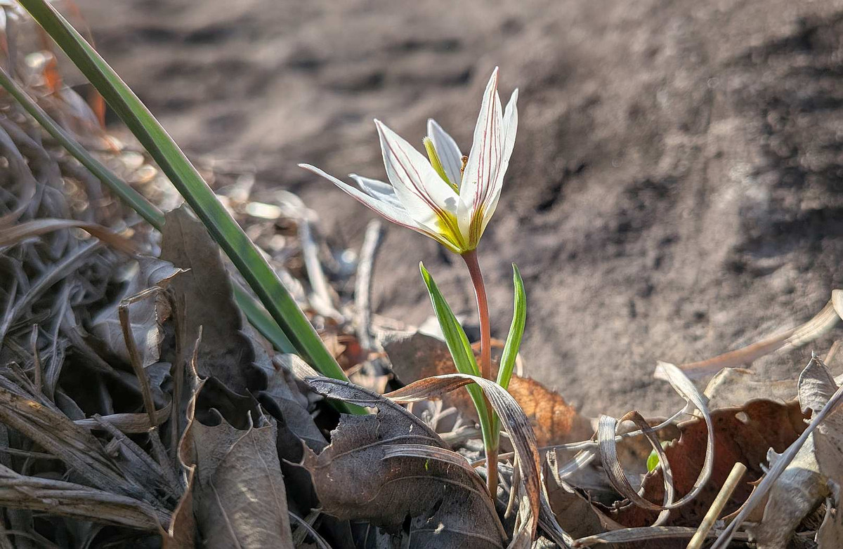 Pxl_20260301_061527712macro_focus