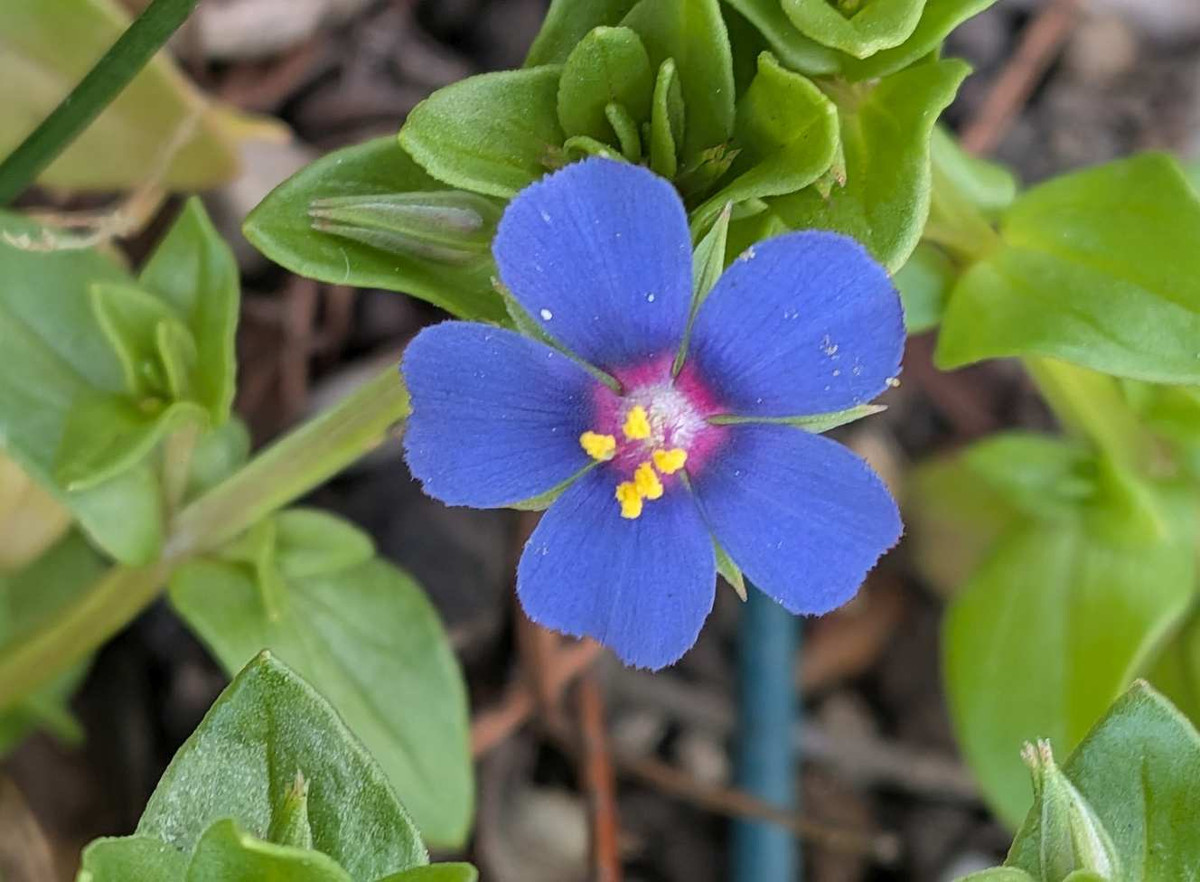 Pxl_20260313_054358057macro_focus