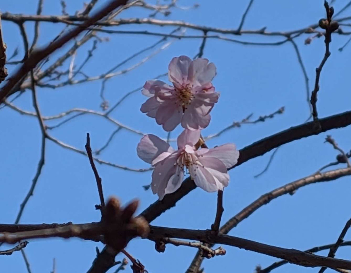 Pxl_20260301_044010823