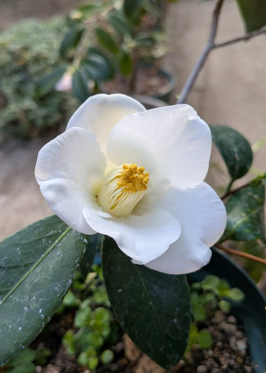 Pxl_20260315_071210448