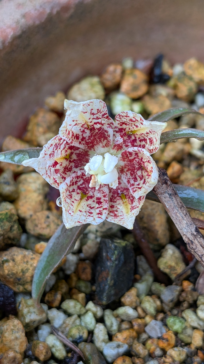 Pxl_20260315_082742197macro_focus