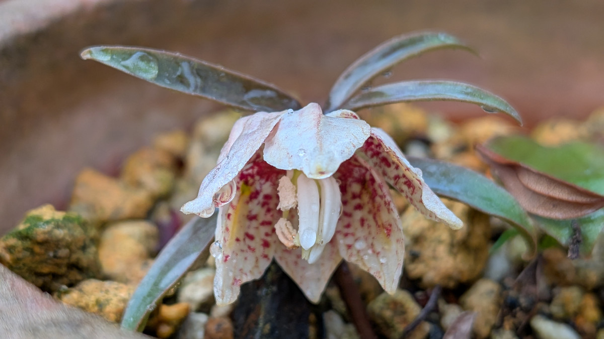 Pxl_20260315_082758455macro_focus