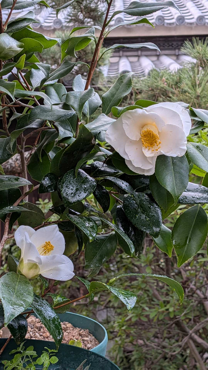 Pxl_20260315_083127584