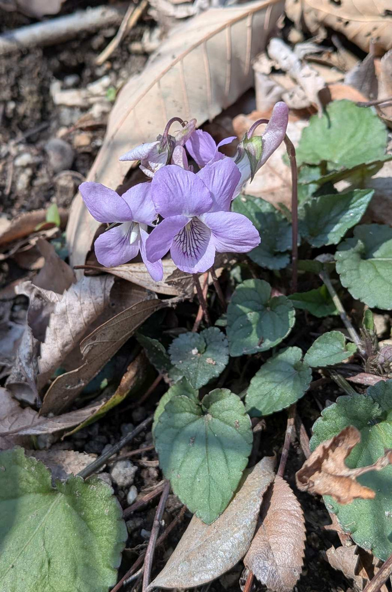 Pxl_20260301_051558937