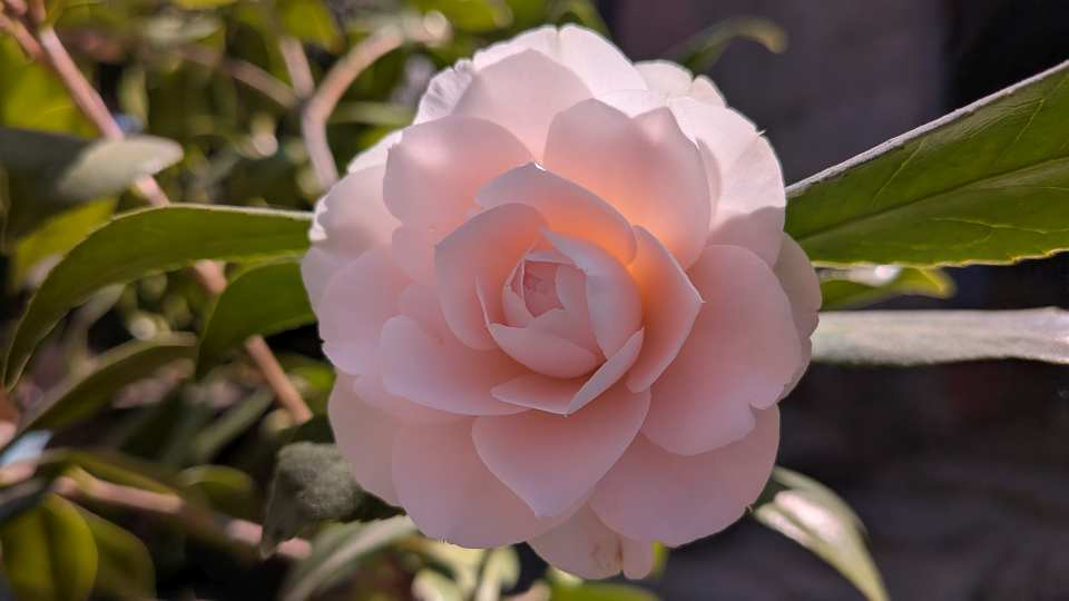 Pxl_20260316_020928139macro_focus