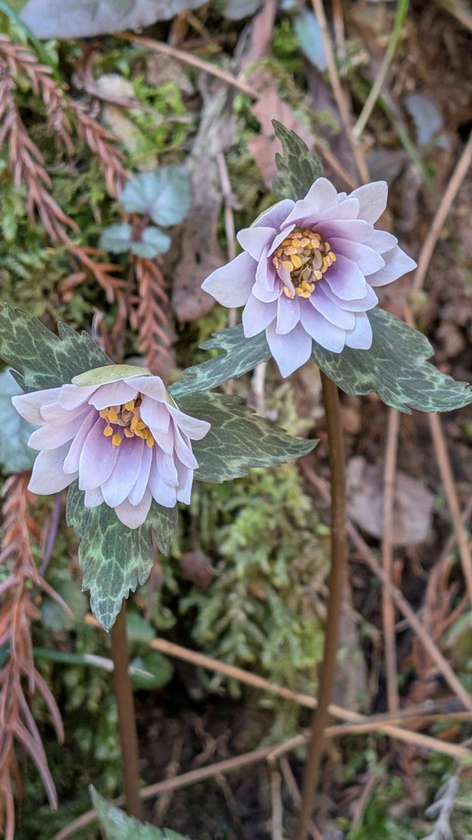 Pxl_20260317_022522548