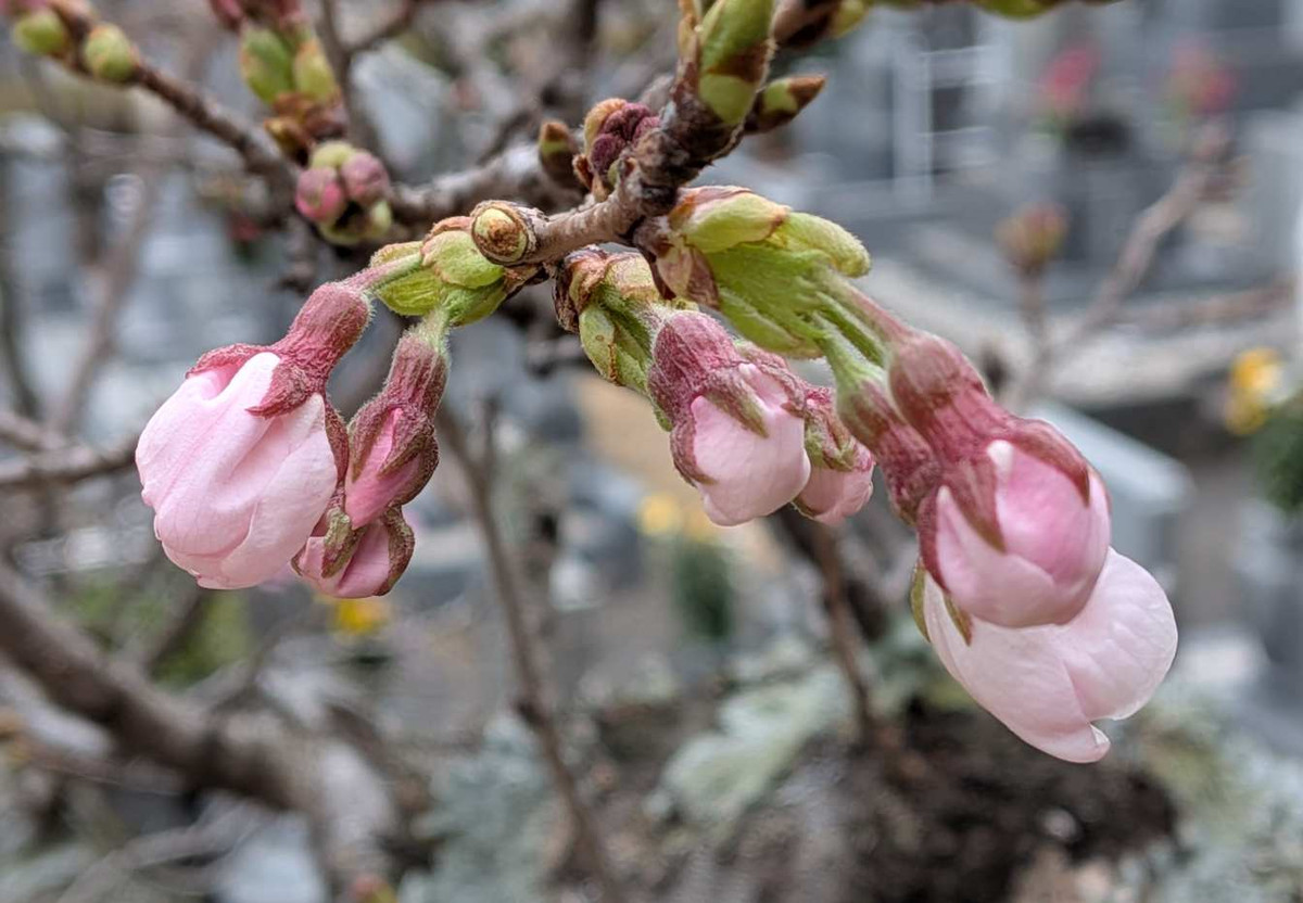 Pxl_20260322_035157946