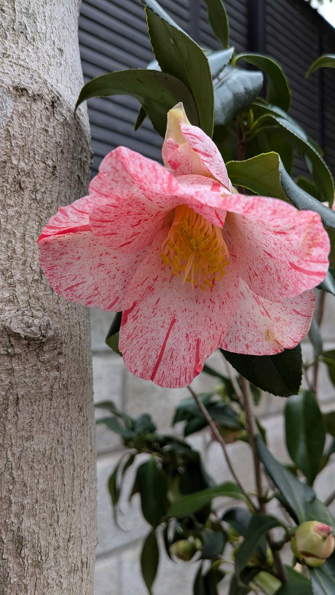 Pxl_20260322_042609933