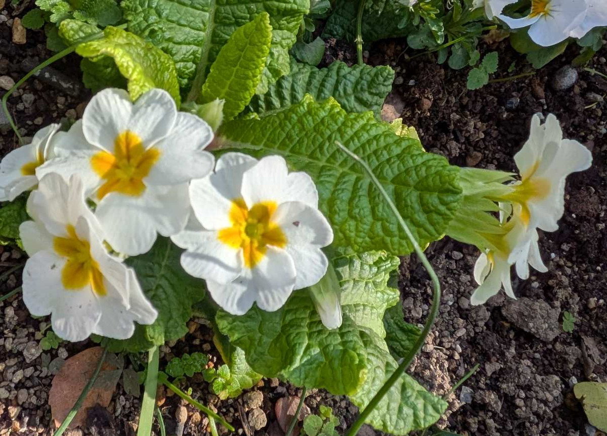 Pxl_20260324_053327739