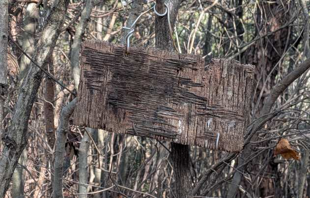 Pxl_20260305_061059944 Pxl_20260305_061059944