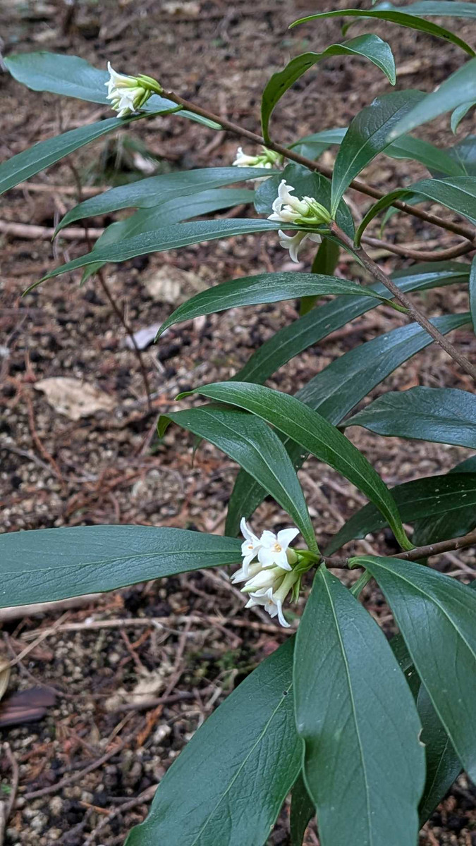 Pxl_20260305_065010007 Pxl_20260305_065010007