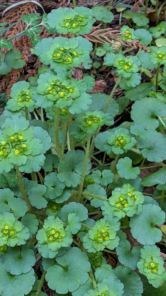 Pxl_20260305_073420721 Pxl_20260305_073420721