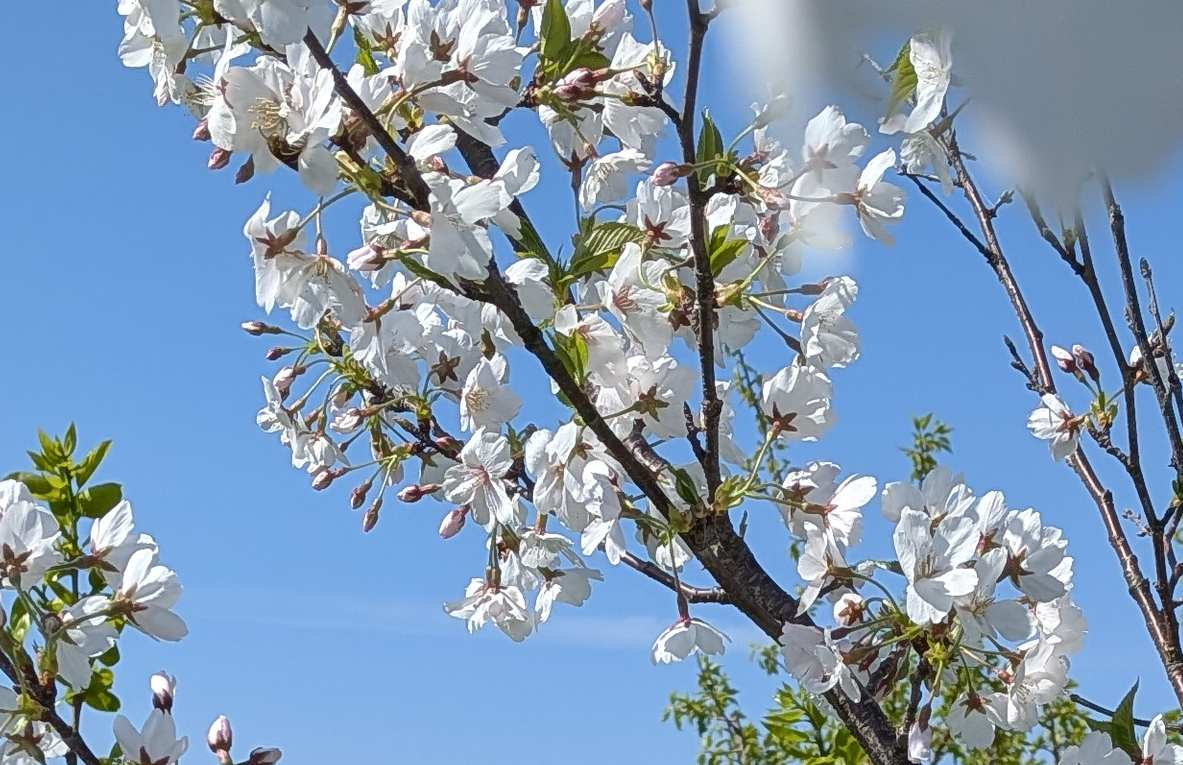 Pxl_20260411_054630062 Pxl_20260411_054630062