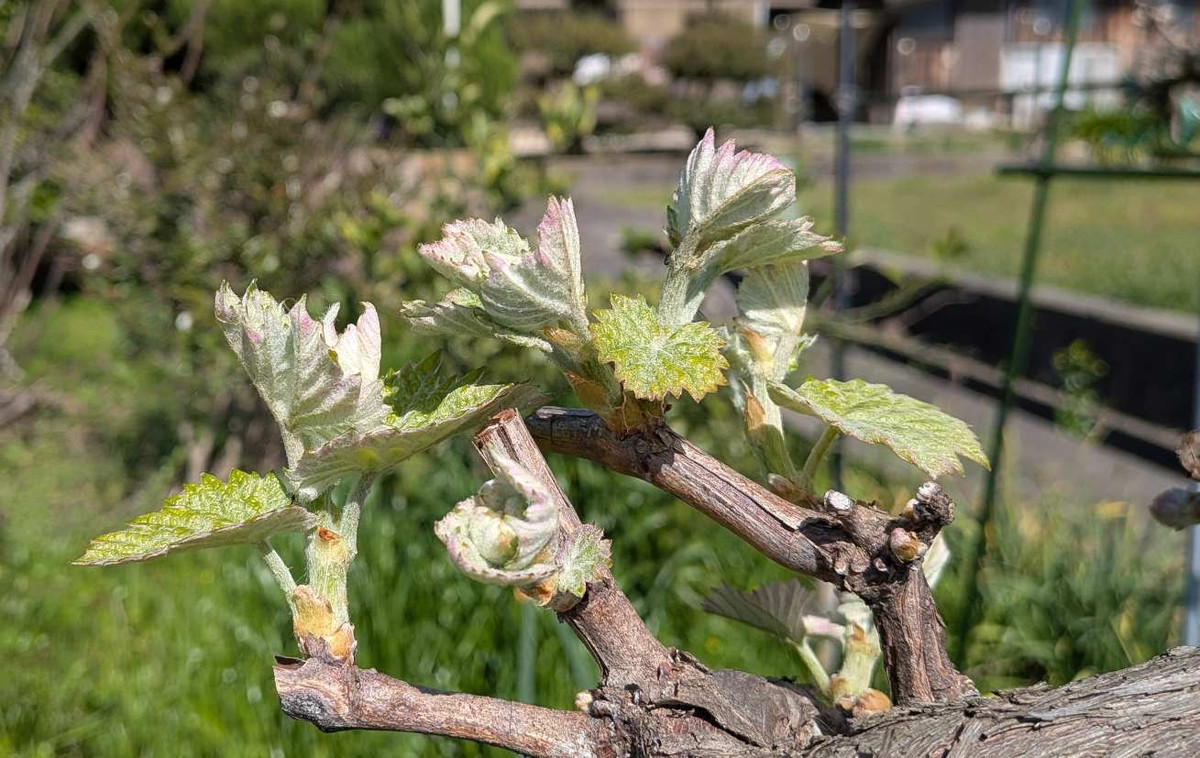 Pxl_20260411_054651066 Pxl_20260411_054651066