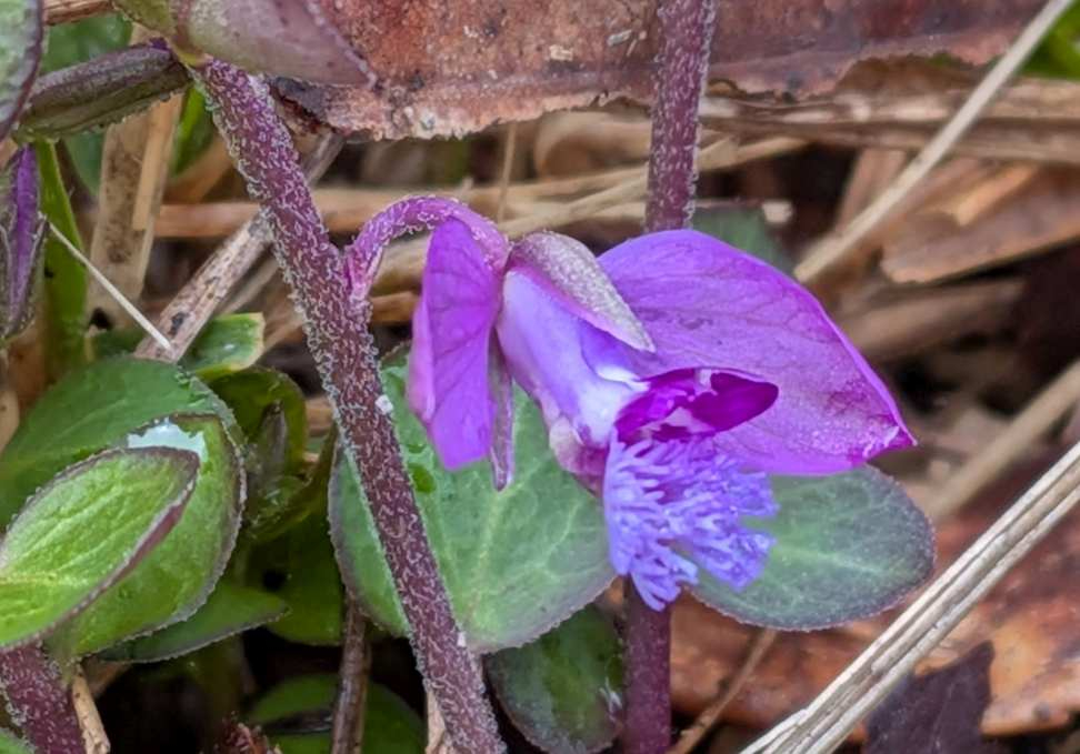 Pxl_20260326_012619187hgimehagi_syo