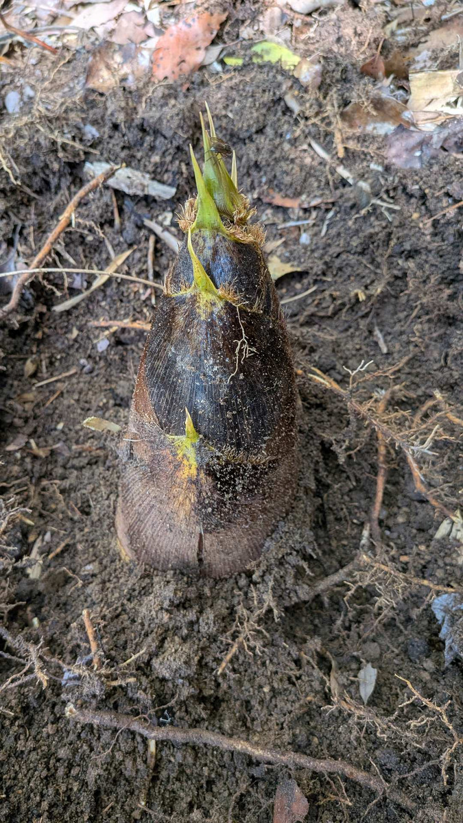 Pxl_20260418_064135684