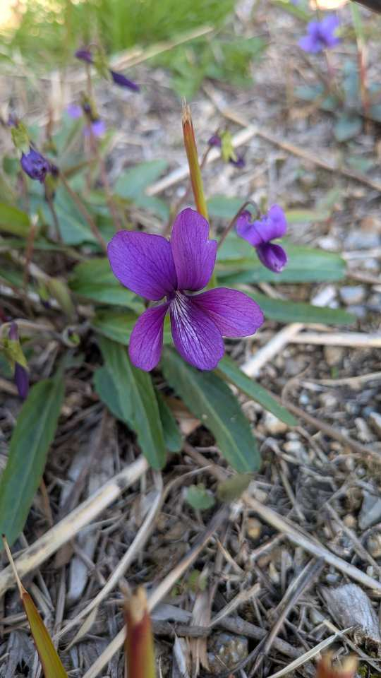 Pxl_20260323_070542749