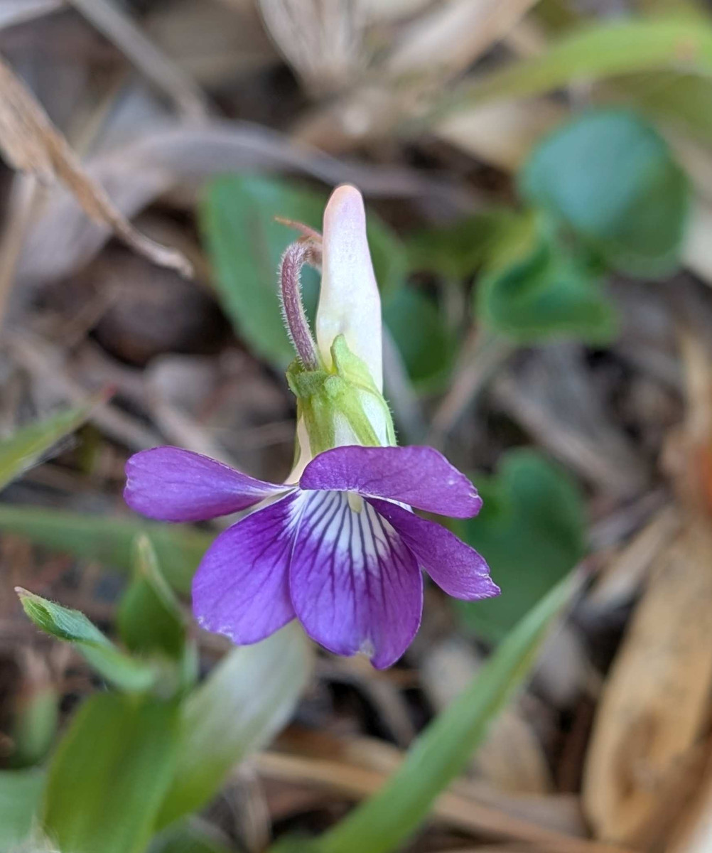 Pxl_20260323_071002196macro_focus