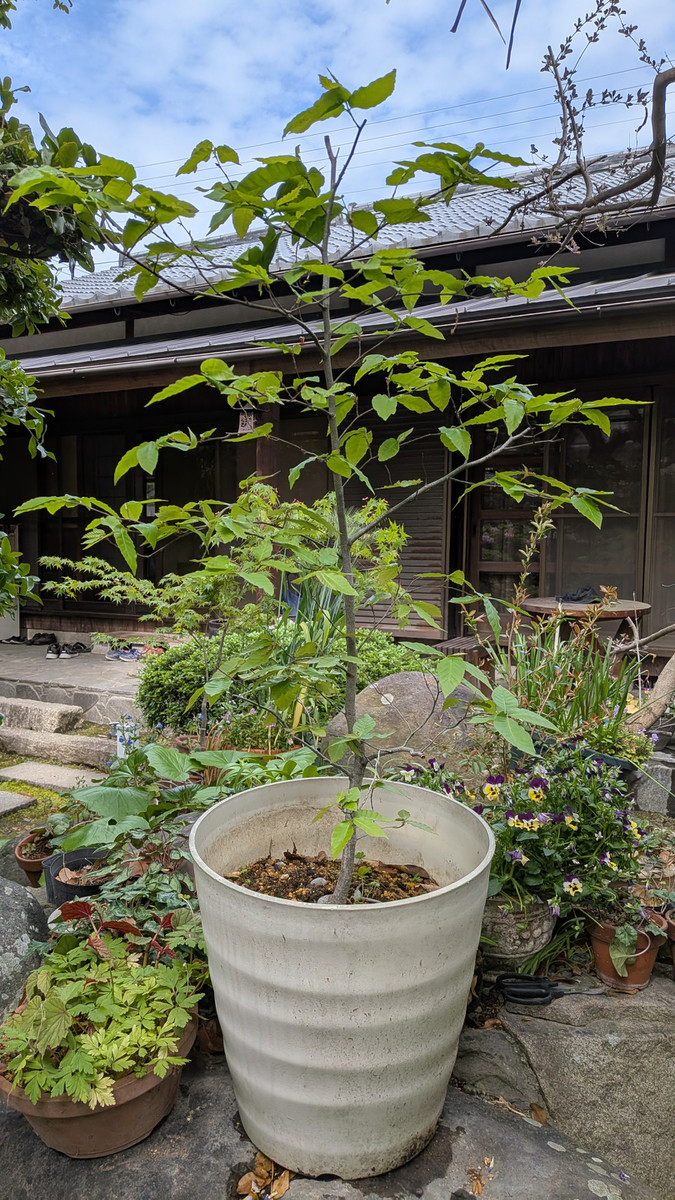 Pxl_20260424_054518848