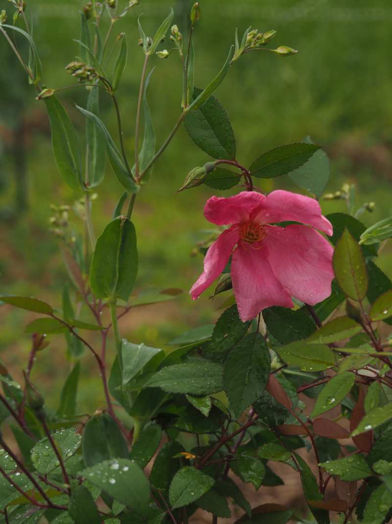 P4264023