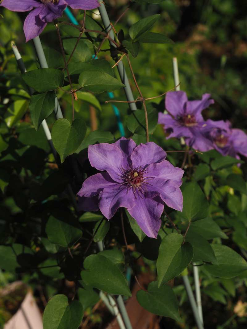 P4274031