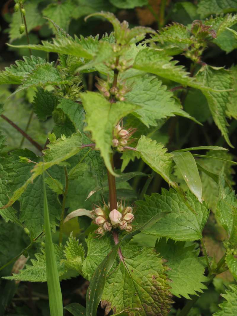 P3291464