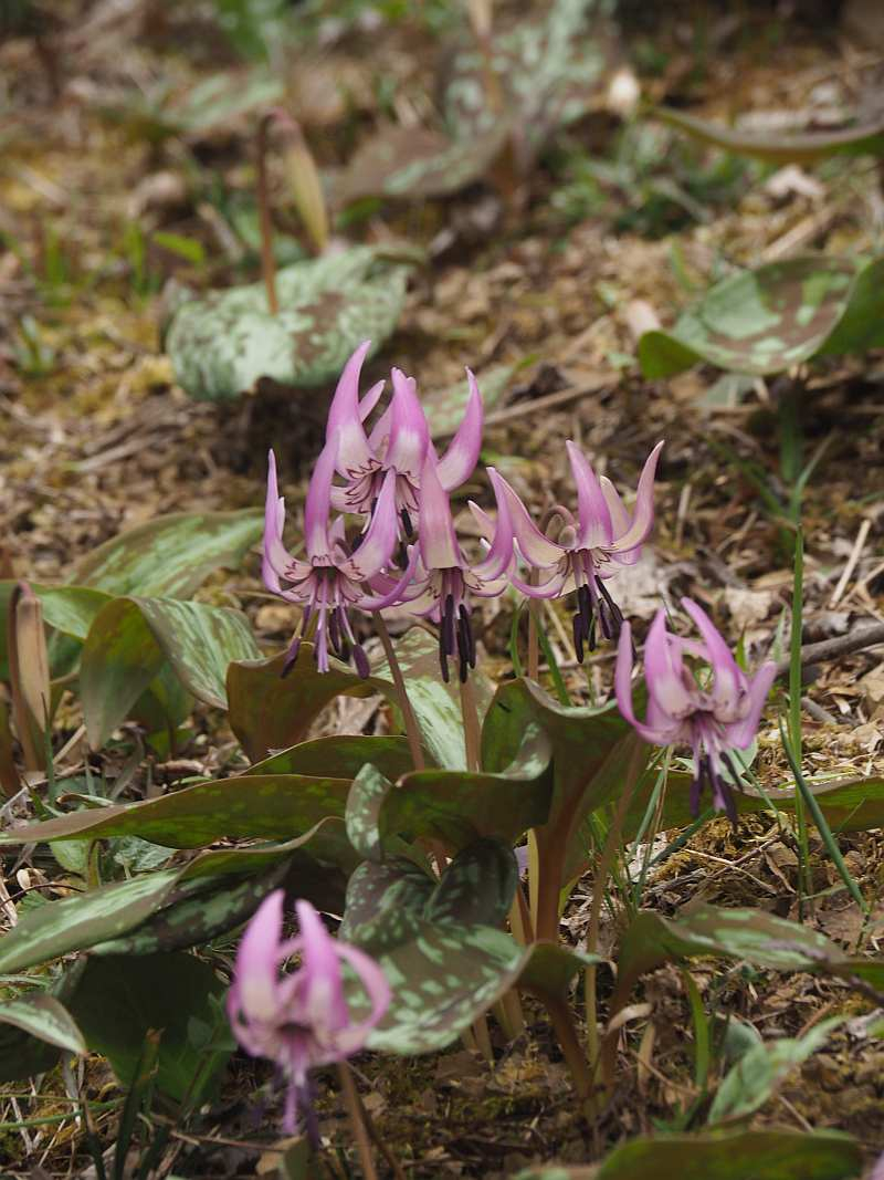 P3291556