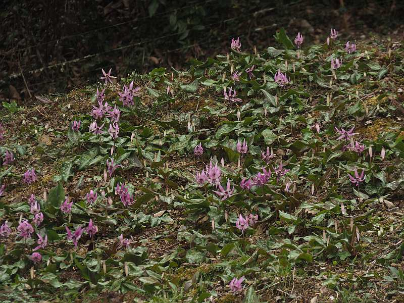 P3291567