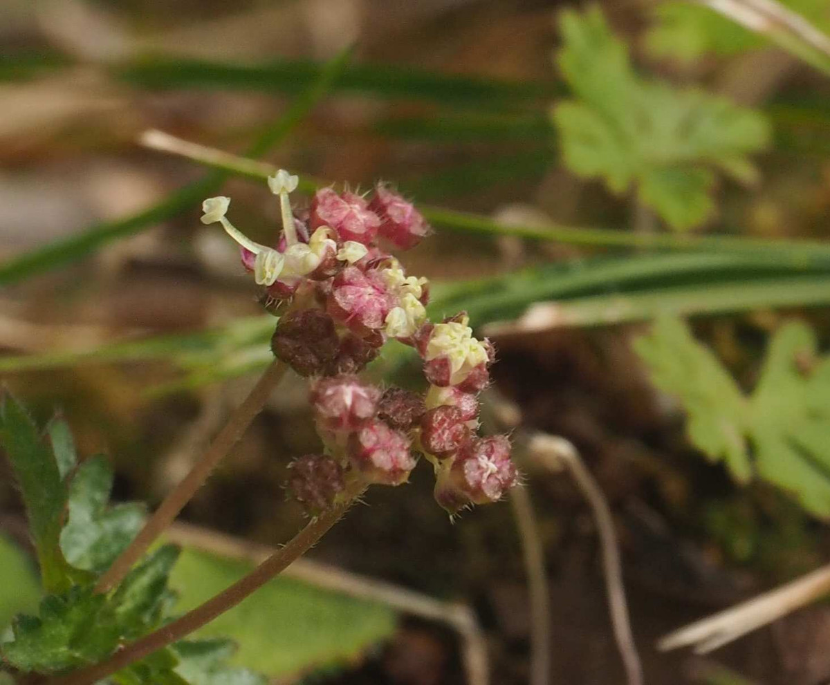 P3291553