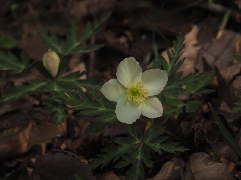 P3291582