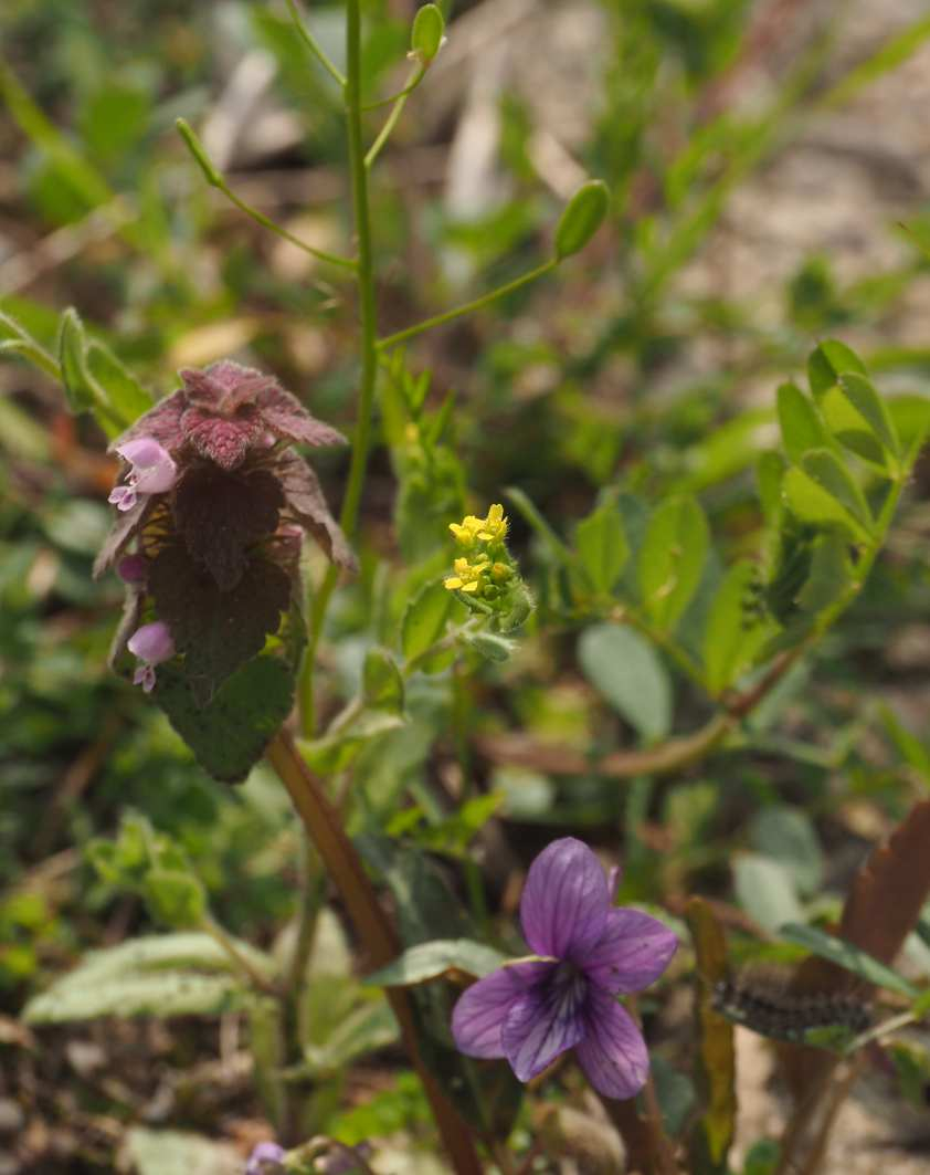 P3291606