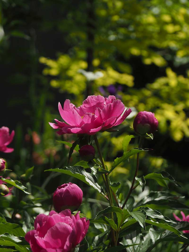 P5044559