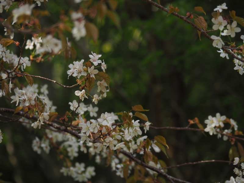P5054919