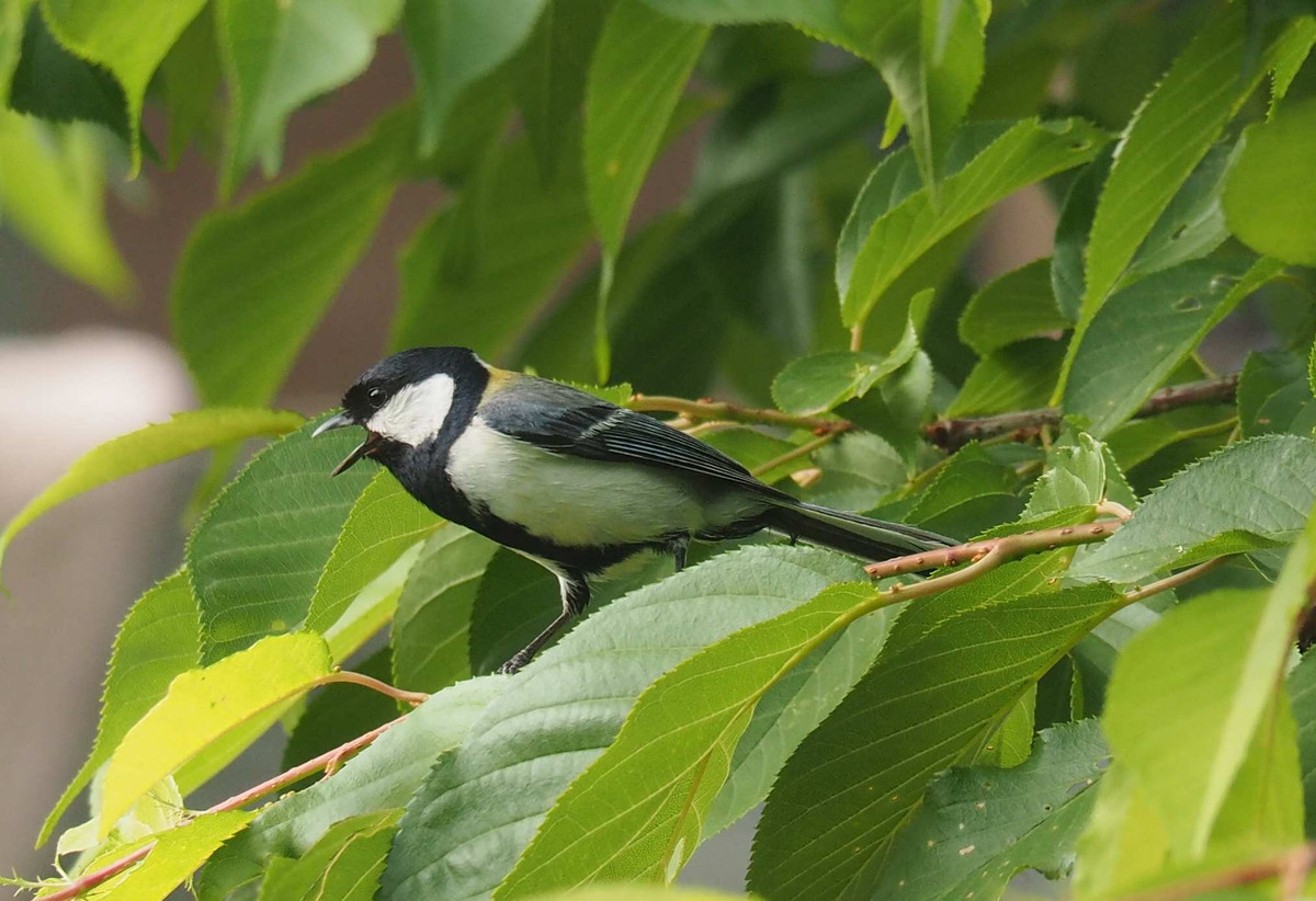 P5074969