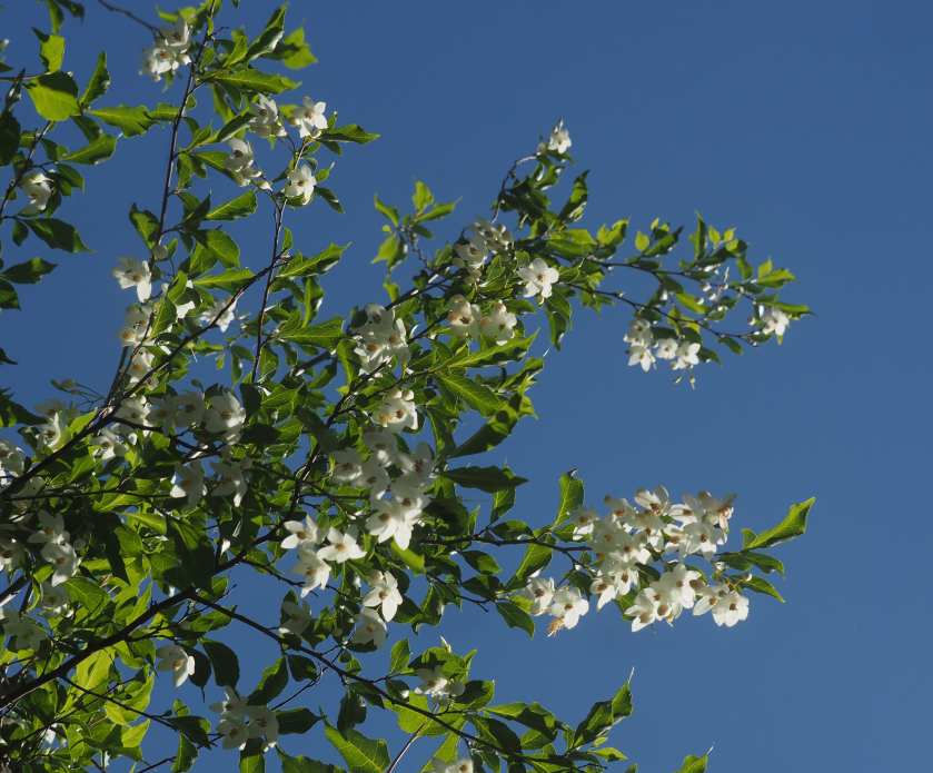 P5095051