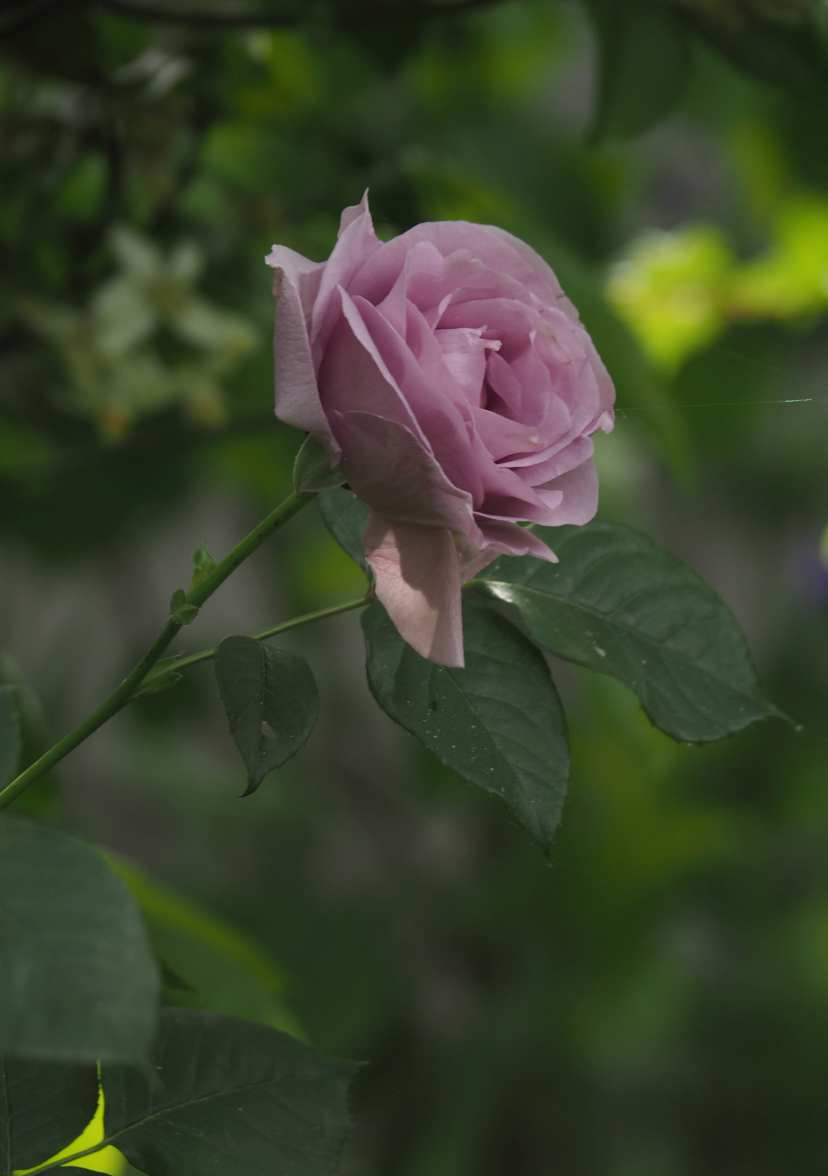 P5125574