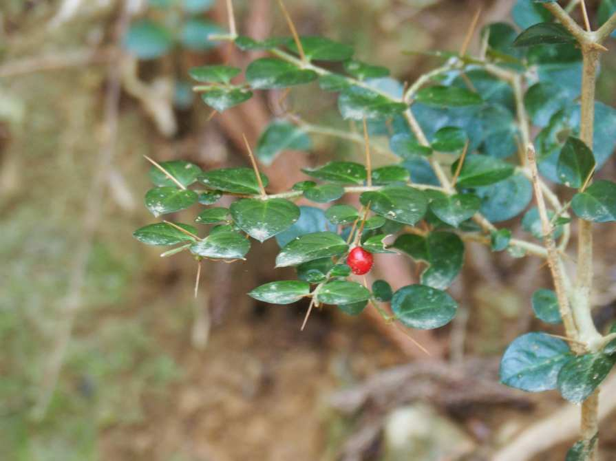 P4032024