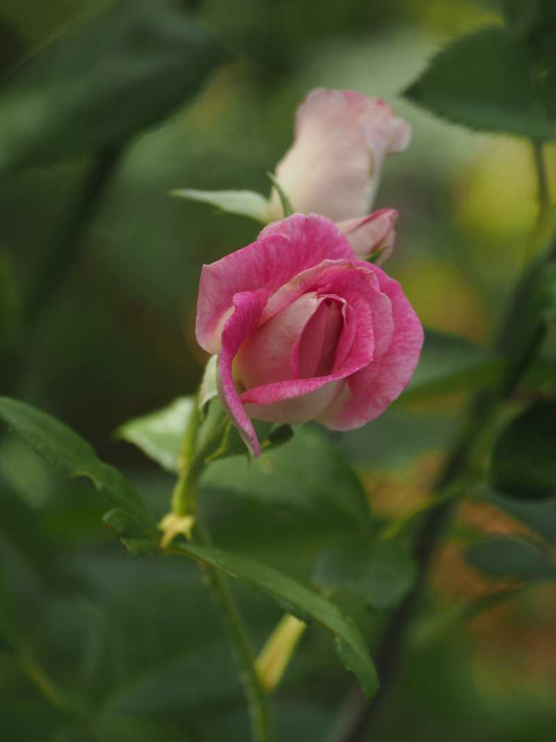 P5246142 P5246142