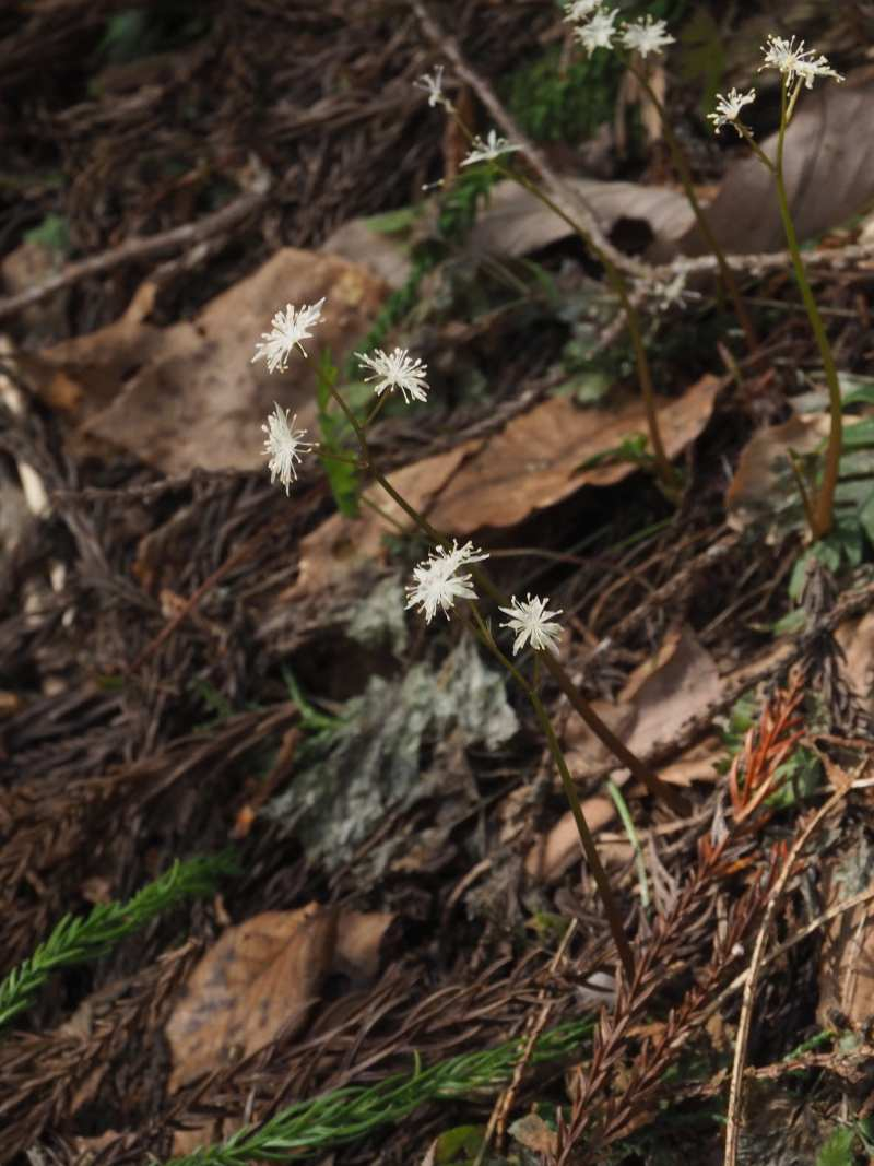 P4122523 P4122523